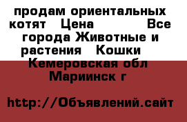 продам ориентальных котят › Цена ­ 5 000 - Все города Животные и растения » Кошки   . Кемеровская обл.,Мариинск г.